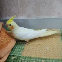 جوجه عروس هلندی