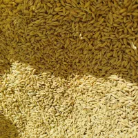 جو آبی|خدمات باغبانی و درختکاری|سنقر, |دیوار