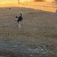 سگ هاسکی|سگ|بستان آباد, |دیوار