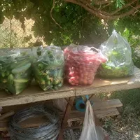کارگر ماهر سبزی کار