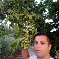 بِه هلو شلیل بادام دیر گل پسته|خدمات باغبانی و درختکاری|اردبیل, |دیوار