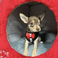 سگ شیواوا مینیاتوری