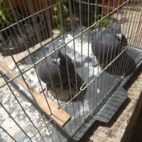 دوتا کفتر شهرستانی فروشی قرچک|پرنده|ری, علایین|دیوار