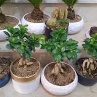 گلهای اپارتمانی زیبا|گل و گیاه طبیعی|تبریز, |دیوار