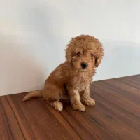 توله تاینی پودل|سگ|هشتگرد, شهرک ولیعصر (مصلی)|دیوار