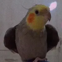 عروس هلندی سخنگو