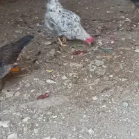 مرغ وخروس عربی در حمیدیه|حیوانات مزرعه|حمیدیه, |دیوار