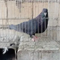 سلام کفتر