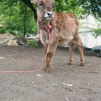 گوساله نر چالوسی