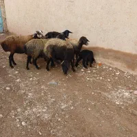 6راس میش جوان شالی آبستن یکیش زاییده|حیوانات مزرعه|قیدار, |دیوار