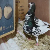 کبوتر کازرون