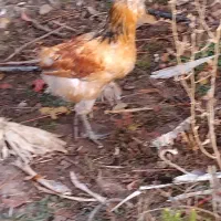 مرغ وخروس لری