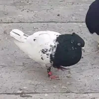 کفتر کله طوقی سوسنی|پرنده|مرودشت, پشت سایپا‎|دیوار