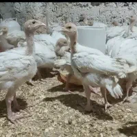 جوجه بوقلمون بیوتی۳۰روزه و جوجه مرغ گلپایگان۴روزه