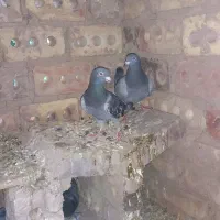 کفتر
