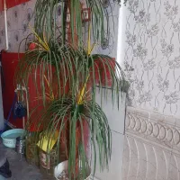 نخل جوان