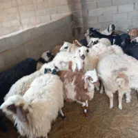 گوسفندفروشی بره وبزغاله