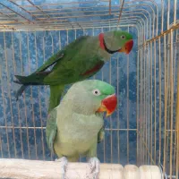 گرینچیک آرا راهب عروس هلندی طوطی