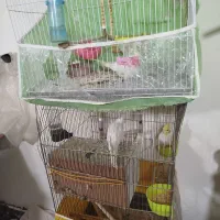 عروس هلندی|پرنده|مشهد, تلگرد|دیوار