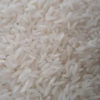 برنج درشت کشت دوباره