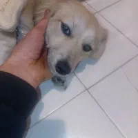 فروش سگ اشپیتزیک ساله ازصبح تاشب سرکارم وقت ندارم