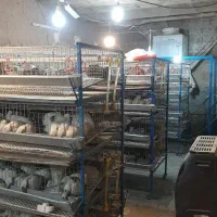 قفس بلدرچین،آسیاب و ظروف جوجه