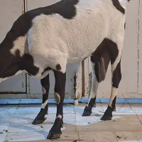 بز وبزغاله پنچاپ|حیوانات مزرعه|سراوان, |دیوار