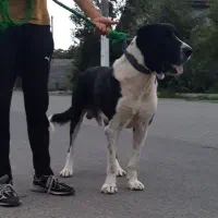 سگ سرابی سن 3 سال|سگ|رامسر, |دیوار