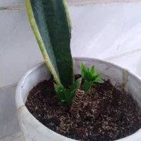 گل های خانگی|گل و گیاه طبیعی|میبد, |دیوار