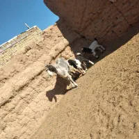 بز زاییده دوقلو|حیوانات مزرعه|بجستان, |دیوار