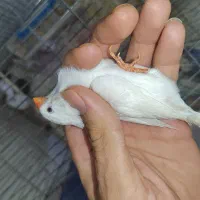 فنچ|پرنده|تهران, جی|دیوار