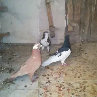 3تا کفتر گرفتنی