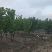 با پایین ترین مبلغ در روستای ورجان صاحب باغ شوید|فروش زمین و ملک کلنگی|قم, پردیسان|دیوار