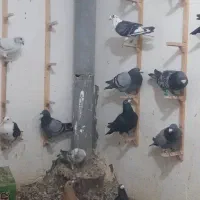 دسته ۲۰ تایی|پرنده|قائن, |دیوار