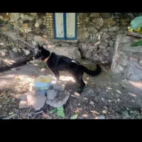 سگ ژرمن بلک فول شیب دار نر|سگ|بم, |دیوار