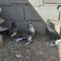 فروش کبوتر