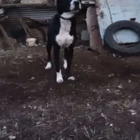 سگ مخصوص نگهبانی باغ دامداری یا خانه ویلای|سگ|گرگان, |دیوار