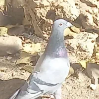 کبوتر پلاکی شناسنامه دار