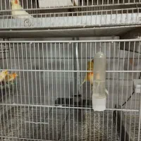 پرنده سرای آسمان|پرنده|آذرشهر, |دیوار