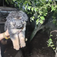 توله ژرمن نژاد دار معاوضه هم دارم|سگ|لاهیجان, گلستان|دیوار