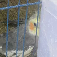 دوعدد عروس نر|پرنده|قم, شاه ابراهیم|دیوار