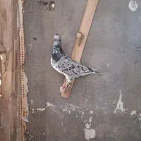 هفترنگ جفتگاه