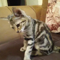 واگذاری، رایگان بچه گربه سه ماهه نر