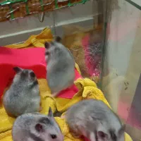 همستر دستی و بامزه ۳ تا فقط ۴۰۰|حیوانات مزرعه|زنجان, |دیوار