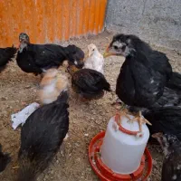 مرغ بالغ جوجه و نیمچه و خروس|حیوانات مزرعه|زاهدان, |دیوار