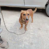 یک سگ عالی خوب ب علت نداشتن جا میفروشم