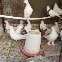 فروش ۱۴ عدد کفتر دانه ای ۴۰۰ هزار تومان|پرنده|بم, |دیوار