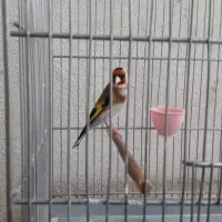 سهره دهندار استاد لر خوان