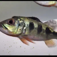 فروش انواع ماهی زینتی خاص|ماهی|ساری, |دیوار