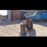 شتر زاییده|حیوانات مزرعه|مروست, |دیوار